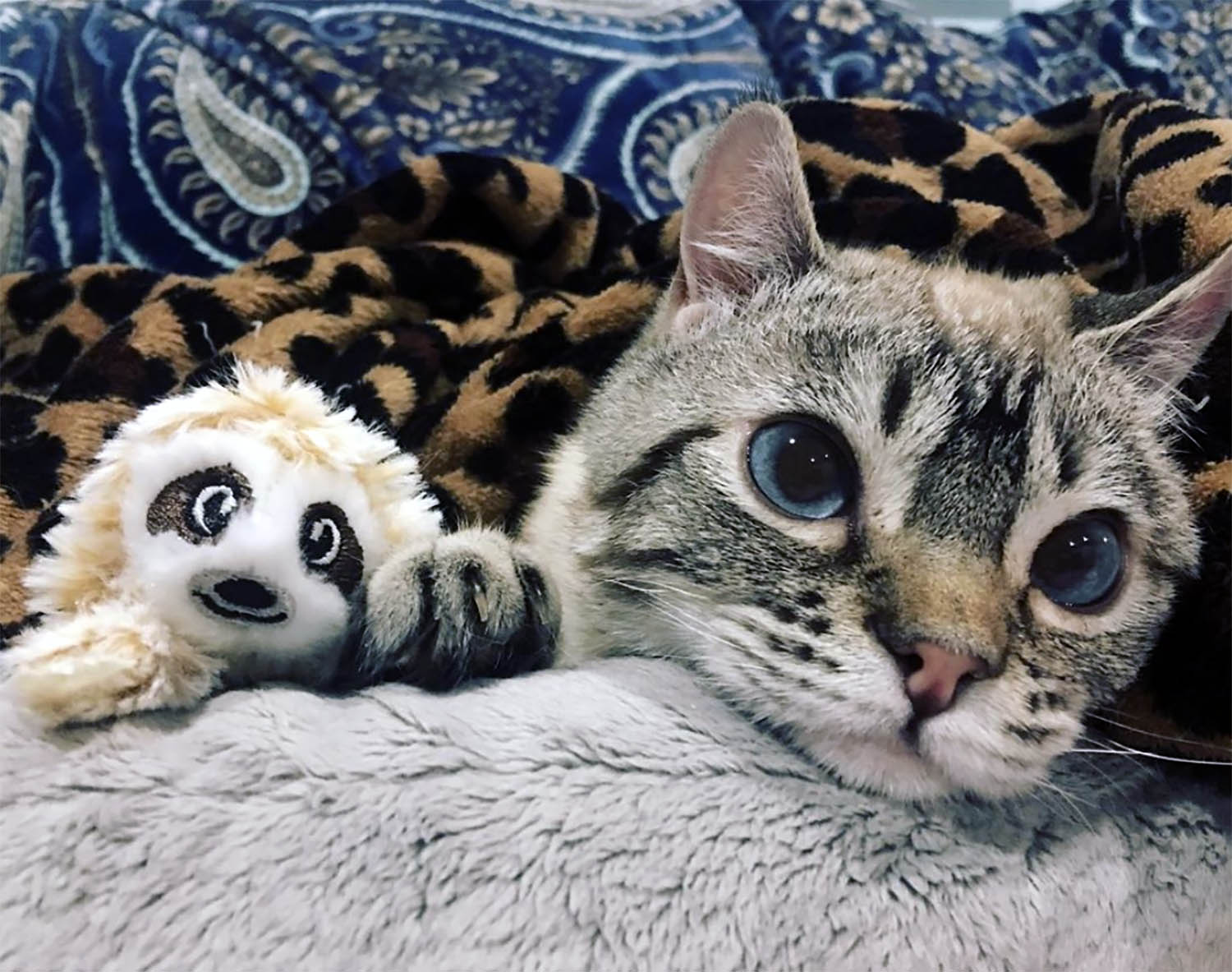 roo-sloth